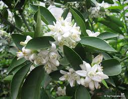 Attēlu rezultāti vaicājumam “Juglans x sinensis”
