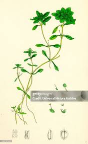 Attēlu rezultāti vaicājumam “Callitriche verna flower”