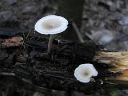 Attēlu rezultāti vaicājumam “Polyporus tubaeformis”