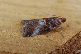 Attēlu rezultāti vaicājumam “Acrobasis advenella”