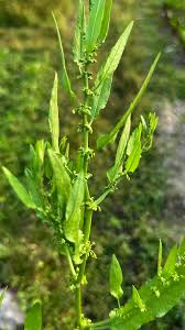 Attēlu rezultāti vaicājumam “Rumex maritimus leaf”