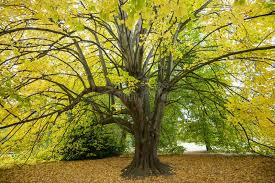 Attēlu rezultāti vaicājumam “Tilia x moltkei”