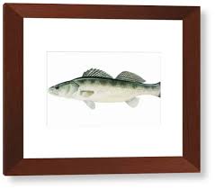 Image result for Sander lucioperca