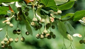 Attēlu rezultāti vaicājumam “Tilia cordata”