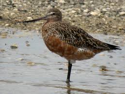 Attēlu rezultāti vaicājumam “Limosa lapponica adult”