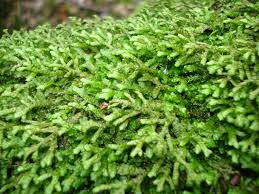 Attēlu rezultāti vaicājumam “Lejeunea cavifolia”