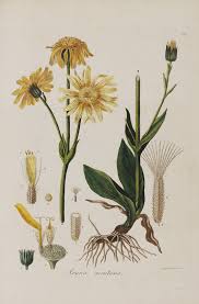 Attēlu rezultāti vaicājumam “Arnica montana”