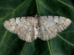 Attēlu rezultāti vaicājumam “Aethalura punctulata”