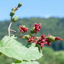 Attēlu rezultāti vaicājumam “Taphrina betulina”