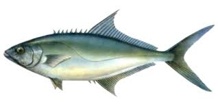 Image result for Lichia amia