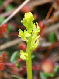 Attēlu rezultāti vaicājumam “Hammarbya paludosa leaf”