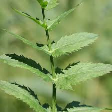 Attēlu rezultāti vaicājumam “Berula erecta leaf”