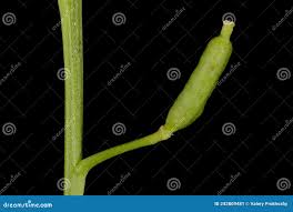 Attēlu rezultāti vaicājumam “Rorippa palustris fruit”