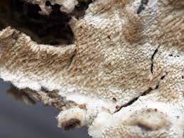 Attēlu rezultāti vaicājumam “Oxyporus corticola”