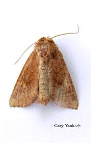 Attēlu rezultāti vaicājumam “Amphipoea”