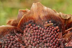 Attēlu rezultāti vaicājumam “Pucciniastrum areolatum”