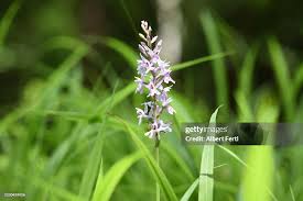 Attēlu rezultāti vaicājumam “Dactylorhiza maculata flower”