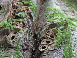 Attēlu rezultāti vaicājumam “Andricus quercuscorticis”