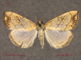 Attēlu rezultāti vaicājumam “Evergestis pallidata”