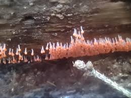 Attēlu rezultāti vaicājumam “Hemitrichia decipiens”