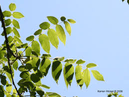 Attēlu rezultāti vaicājumam “Juglans x sinensis leaf”