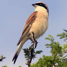 Attēlu rezultāti vaicājumam “Lanius collurio”