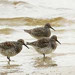 Image result for Calidris tenuirostris