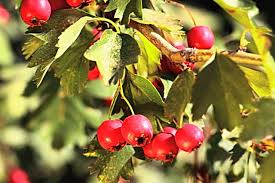 Attēlu rezultāti vaicājumam “Crataegus monogyna fruit”