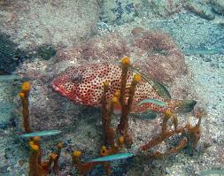Image result for Epinephelus guttatus