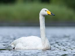 Image result for Cygnus cygnus