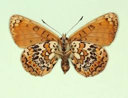 Attēlu rezultāti vaicājumam “Melitaea cinxia upperside”