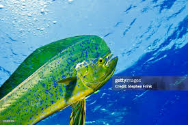 Image result for Coryphaena hippurus