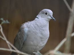 Attēlu rezultāti vaicājumam “Streptopelia decaocto”