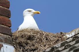 Attēlu rezultāti vaicājumam “Larus argentatus nest”