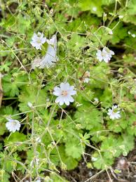 Attēlu rezultāti vaicājumam “Geranium pyrenaicum flower”