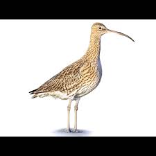 Attēlu rezultāti vaicājumam “Numenius arquata”