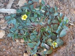 Attēlu rezultāti vaicājumam “Potentilla arenaria leaf”