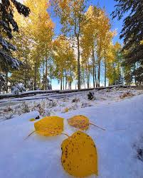 Image result for $$fall_akte__ort$$