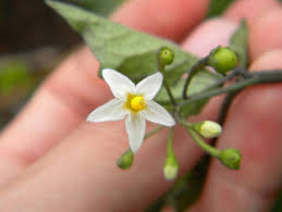 Attēlu rezultāti vaicājumam “Solanum nigrum flower”