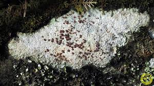 Attēlu rezultāti vaicājumam “Trapelia coarctata”