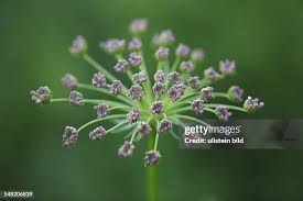 Attēlu rezultāti vaicājumam “Laserpitium latifolium bud”
