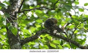 Attēlu rezultāti vaicājumam “Pinicola enucleator adult”