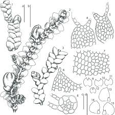 Attēlu rezultāti vaicājumam “Lejeunea cavifolia”