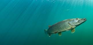 Attēlu rezultāti vaicājumam “Esox lucius”