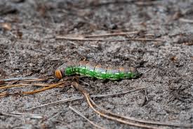 Attēlu rezultāti vaicājumam “Deilephila elpenor larva”