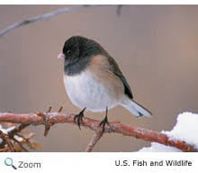 Image result for Junco hyemalis
