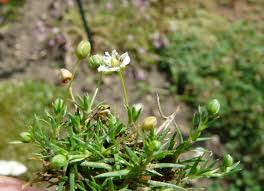 Attēlu rezultāti vaicājumam “Sagina nodosa flower”