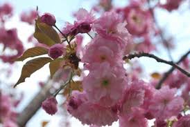 Attēlu rezultāti vaicājumam “Prunus (sakura)”
