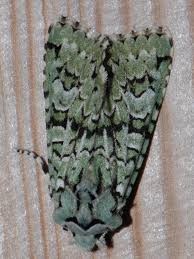 Attēlu rezultāti vaicājumam “Griposia aprilina”