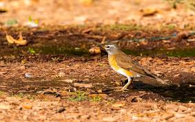 Image result for Turdus obscurus